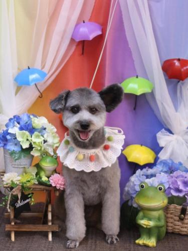 20230624シルヴァくん